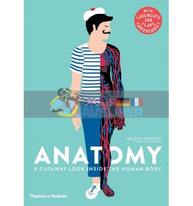 Anatomy: A Cutaway Look Inside the Human Body Helene Druvert Thames & Hudson 9780500651360