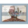 The Human Body: A Pop-Up Guide to Anatomy Rachel Caldwell Templar 9781787410589