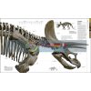 Dinosaurs and Prehistoric Life  9780241287309
